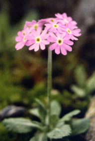 Primula farinosa